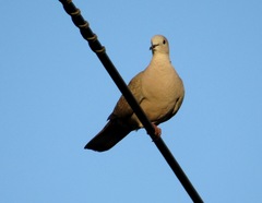 Streptopelia decaocto