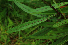 Senecio inornatus