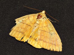 Achaea klugii