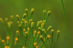Senecio inornatus