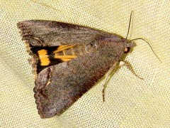 Hypocala deflorata