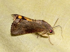 Hypocala deflorata