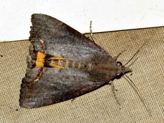 Hypocala deflorata