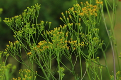 Senecio inornatus