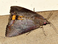 Hypocala deflorata