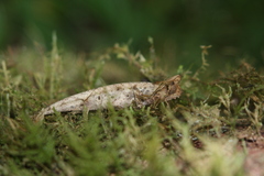Brookesia superciliaris