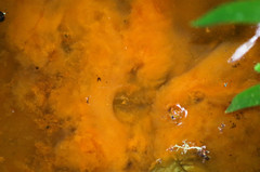 Gallionellaceae