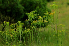 Senecio inornatus