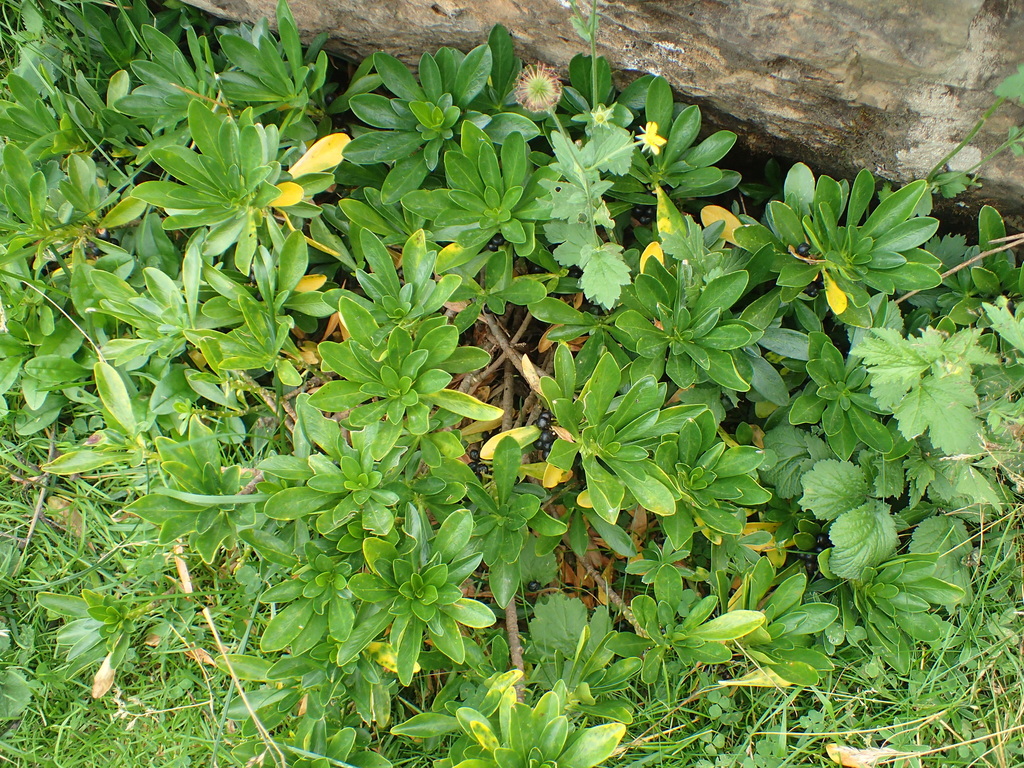 Daphne laureola, Gavarnie, 65120 Gavarnie-Gèdre, France, by matthieu_gauvain