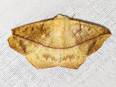 Psilocerea pulverosa