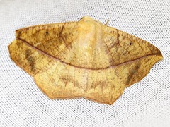 Psilocerea pulverosa