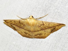 Psilocerea pulverosa