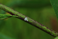 Senecio inornatus