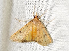 Uresiphita polygonalis