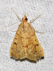 Uresiphita polygonalis