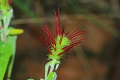 Acalypha villicaulis