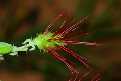 Acalypha villicaulis