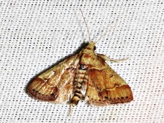Zitha zonalis