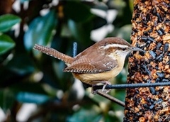 Thryothorus ludovicianus