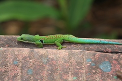 Phelsuma quadriocellata
