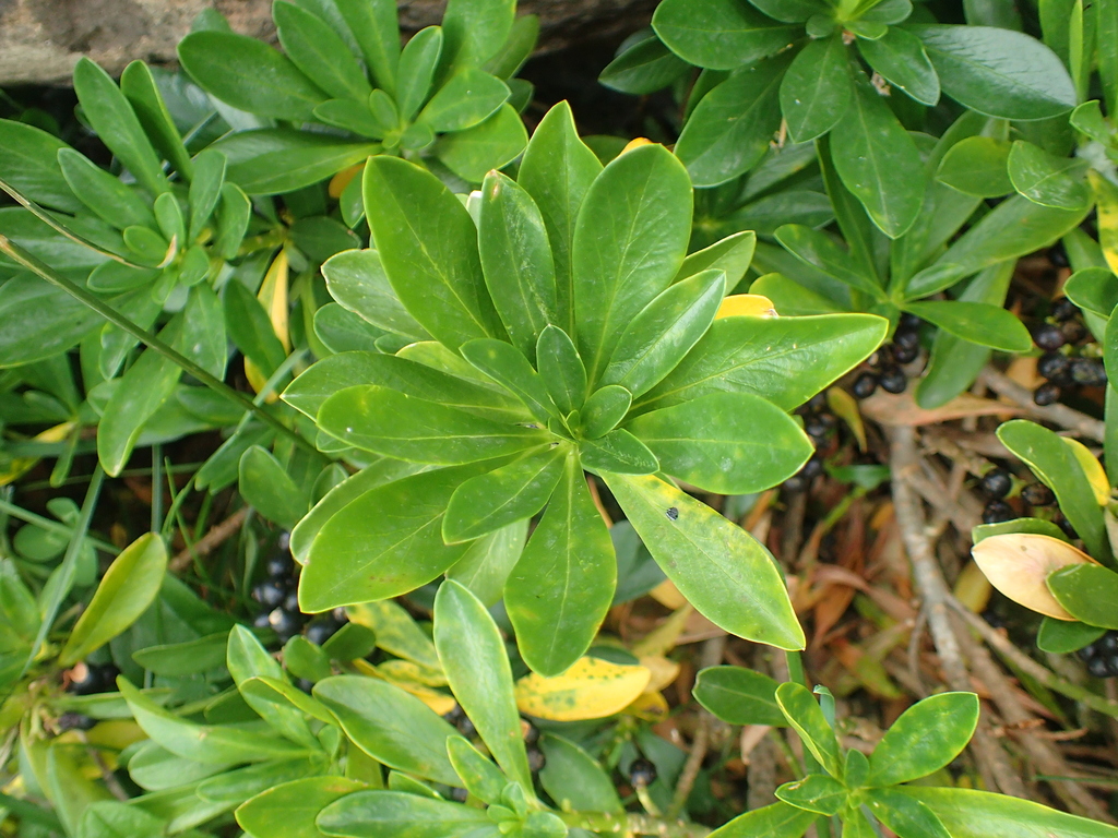 Daphne laureola, Gavarnie, 65120 Gavarnie-Gèdre, France, by matthieu_gauvain