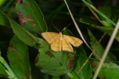Idaea flaveolaria