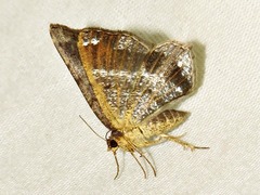 Chiasmia confuscata