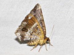 Chiasmia confuscata
