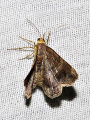 Chiasmia confuscata