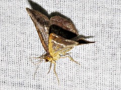 Chiasmia confuscata