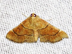 Stemmatophora depressalis