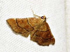 Stemmatophora depressalis