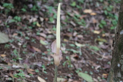 Amorphophallus variabilis