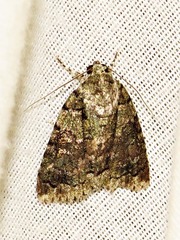 Blenina squamifera