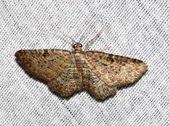 Horisme punctiscripta