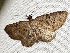 Horisme punctiscripta