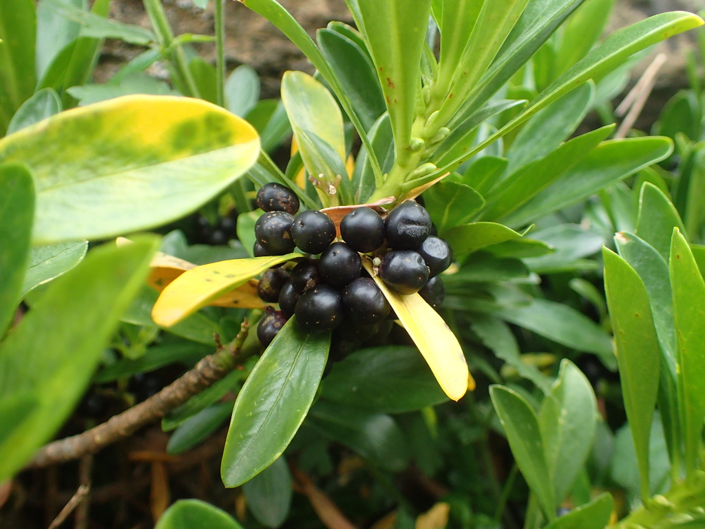Daphne laureola, Gavarnie, 65120 Gavarnie-Gèdre, France, by matthieu_gauvain