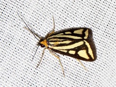 Loxostege venustalis