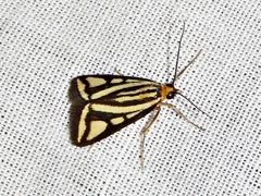 Loxostege venustalis