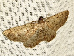 Horisme punctiscripta