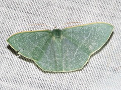 Thalassodes quadraria