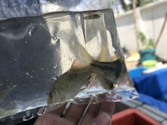 Striuntius lateristriga