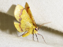 Petrodava leucicolor