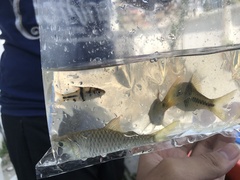 Striuntius lateristriga