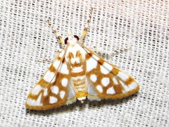 Obtusipalpis pardalis