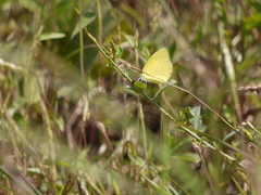 Eurema brigitta rubella