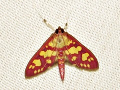 Stenochora lancinalis
