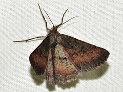 Aphilopota subalbata