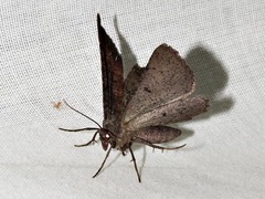 Aphilopota subalbata