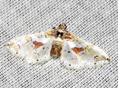 Leucinodes pseudorbonalis
